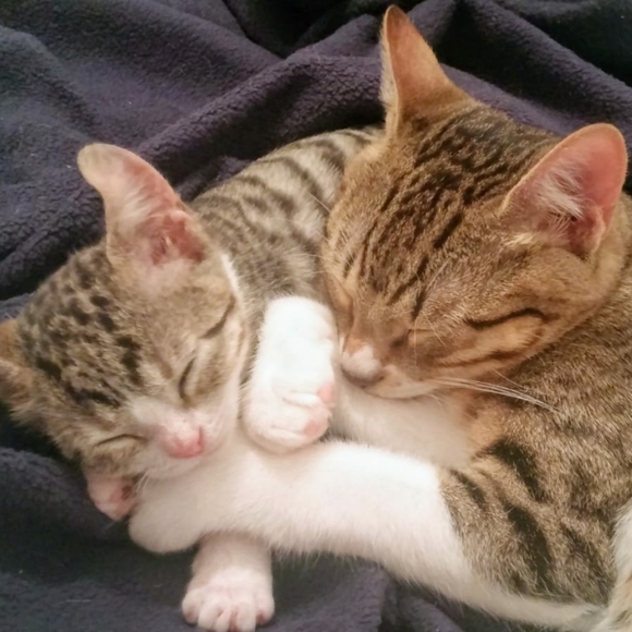 Meet your Posher, R - Picture 5 of 6